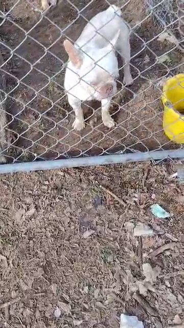 French bulldog in Tulsa, Oklahoma