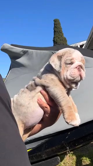 English Bulldog Puppies in San Diego, California