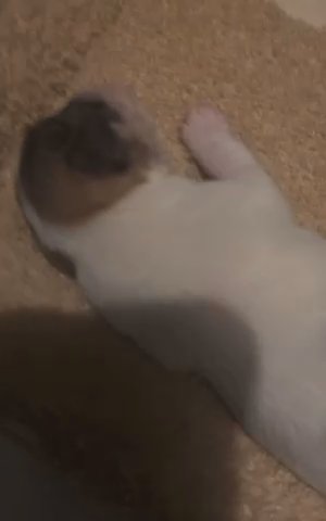 Toy Schnauzer Puppy in Sugar Land, Texas