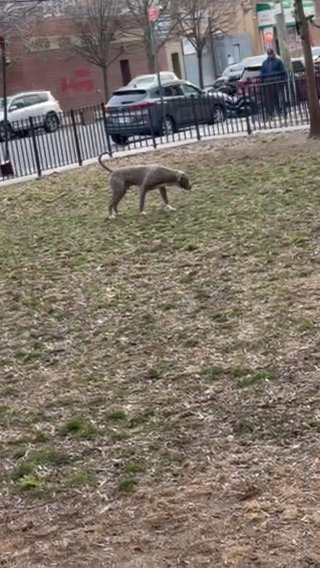 King Is A 8 Months Old Pitbull in New York City, New York