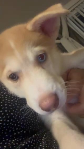 Husky Puppy in Los Angeles, California