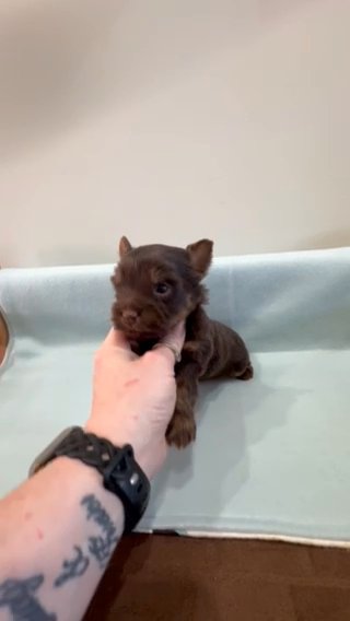 SOLD - Chocolate & Tan Yorkshire Terrier in Martinsburg, West Virginia