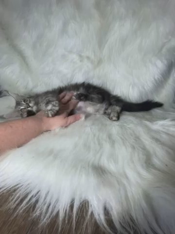 Black Silver Tabby in Syracuse, New York