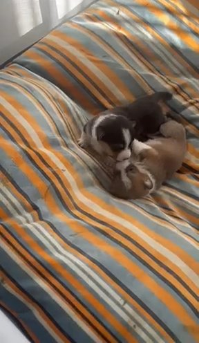 Pembroke Welsh Corgi in Glendale, Arizona