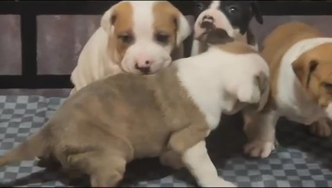 Puppies Available in The Bronx, New York