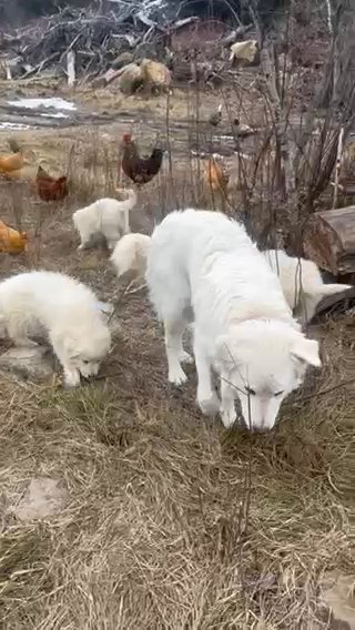 LGD Puppies - Working Farm Dogs in Brattleboro, Vermont