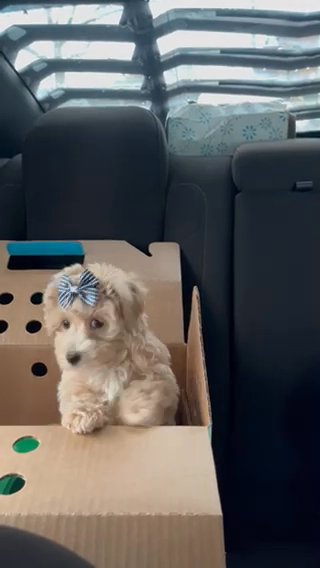 Mini Cavachon Puppy For Sale in Memphis, Tennessee