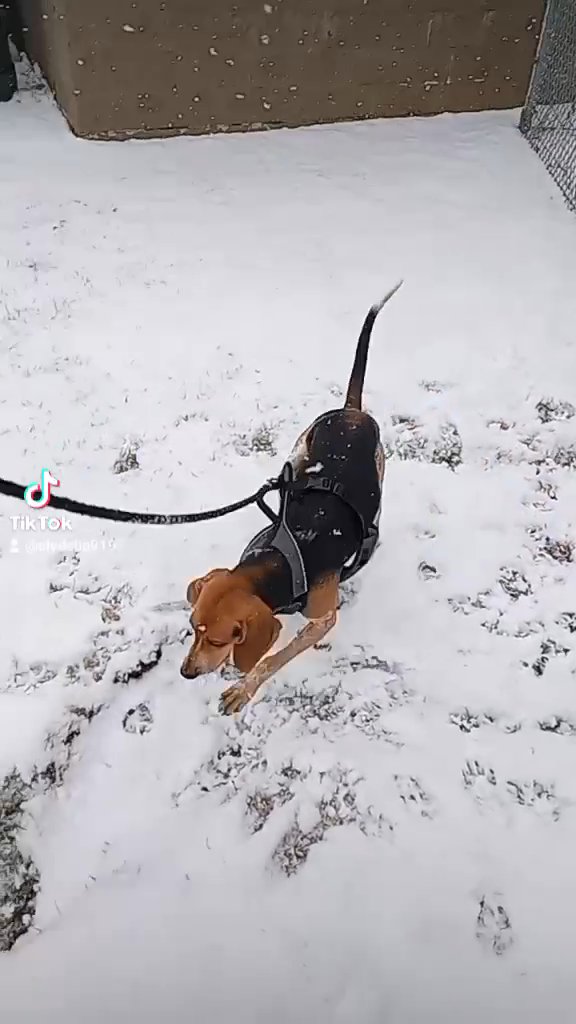 Cletus, 2-year-old red tick hound dog, registered service dog in Boone, North Carolina