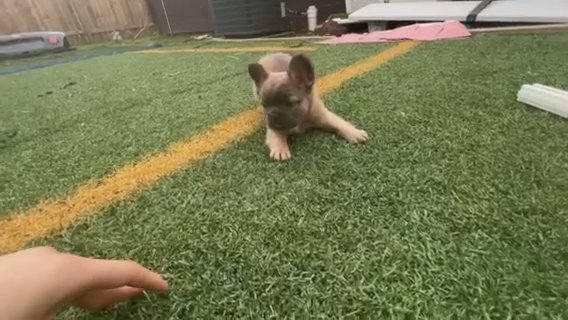 Fluffy Blue Fawn Frenchie Puppy in Houston, Texas