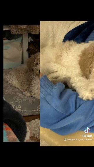 CKC F1bb Female Sheepadoodle Rare Color in Crossville, Tennessee