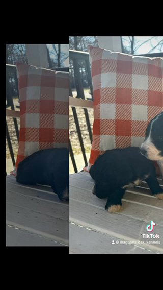 Pyredoodle Puppies in Crossville, Tennessee