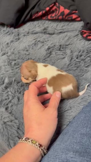 Caramel/ Vanilla Chihuahuas boy in Winston-Salem, North Carolina
