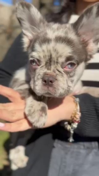 French Bulldog Female Chocolate Merle Fluffy in New York City, New York