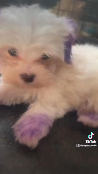 Coton Puppy in Chicago, Illinois