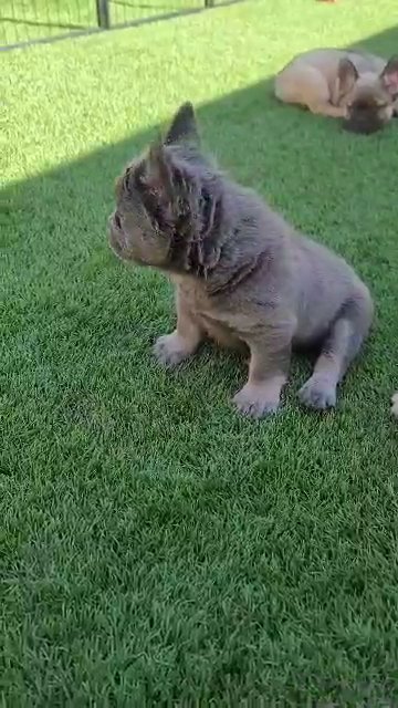 Lilac Fluffy Frenchie w/Tan Points in Las Vegas, Nevada