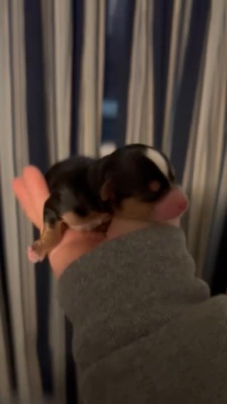 SOLD—AKC Male Yorkie in Boone, North Carolina