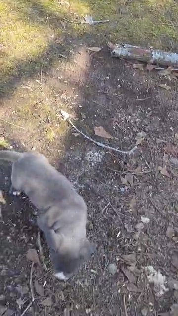 Classic American bully in Greenwood, South Carolina