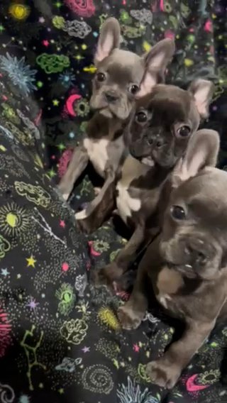 Frenchton 1 Female Available in Jacksonville, Florida