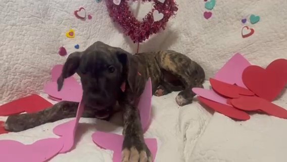 Bailey Wants To Be Your Valentine? in Spartanburg, South Carolina