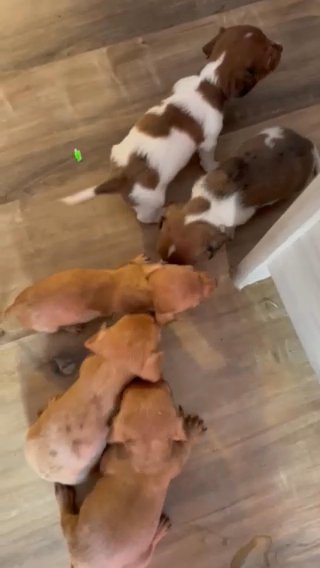 Dachshund / Winnie Dog in Mount Airy, North Carolina