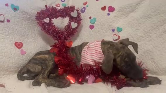 Buffy Wants To Be Your Valentine? in Spartanburg, South Carolina