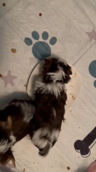 AKC Chocolate Parti yorkies in Parkersburg, West Virginia