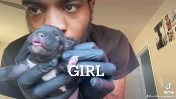 American Bully Puppies in Washington, District of Columbia