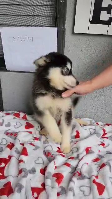Pomsky (mini husky) in San Diego, California
