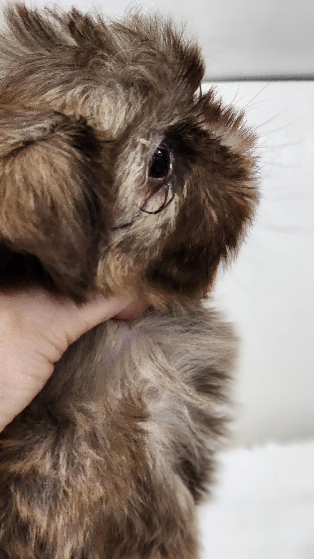 Valentino in Chicago, Illinois