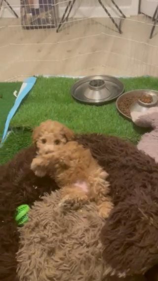 Cream Toy Poodle Male Puppy Sold in Marietta, Georgia