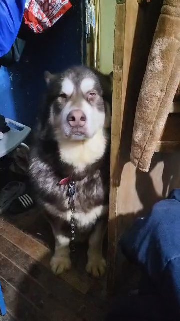 GIANT PUREBREED BOY  $300  BROOKLYN NYC in New York City, New York