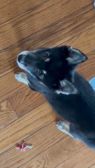 Pure K2 Pomsky Puppy For Sale in Warwick, Rhode Island