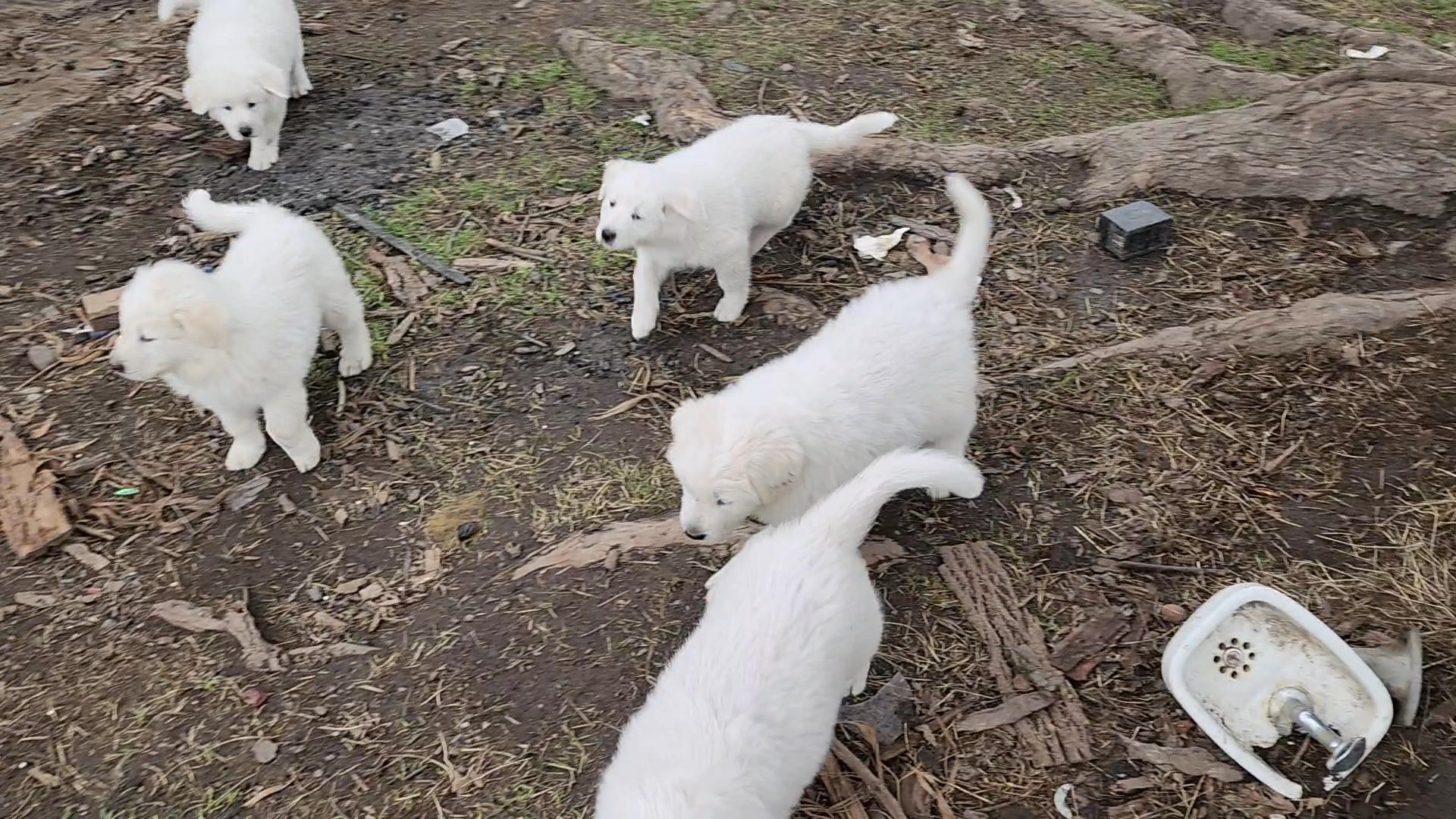 Great Pyrenees puppies in Kennewick, Washington