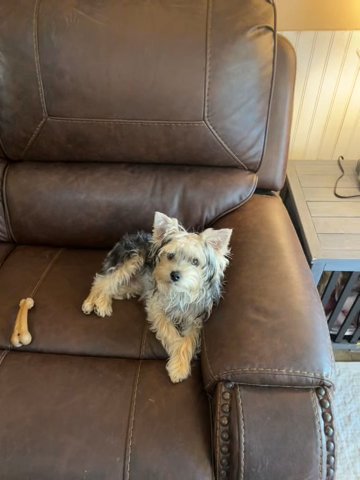 Traditional Male Yorkie in Middleburg, Florida