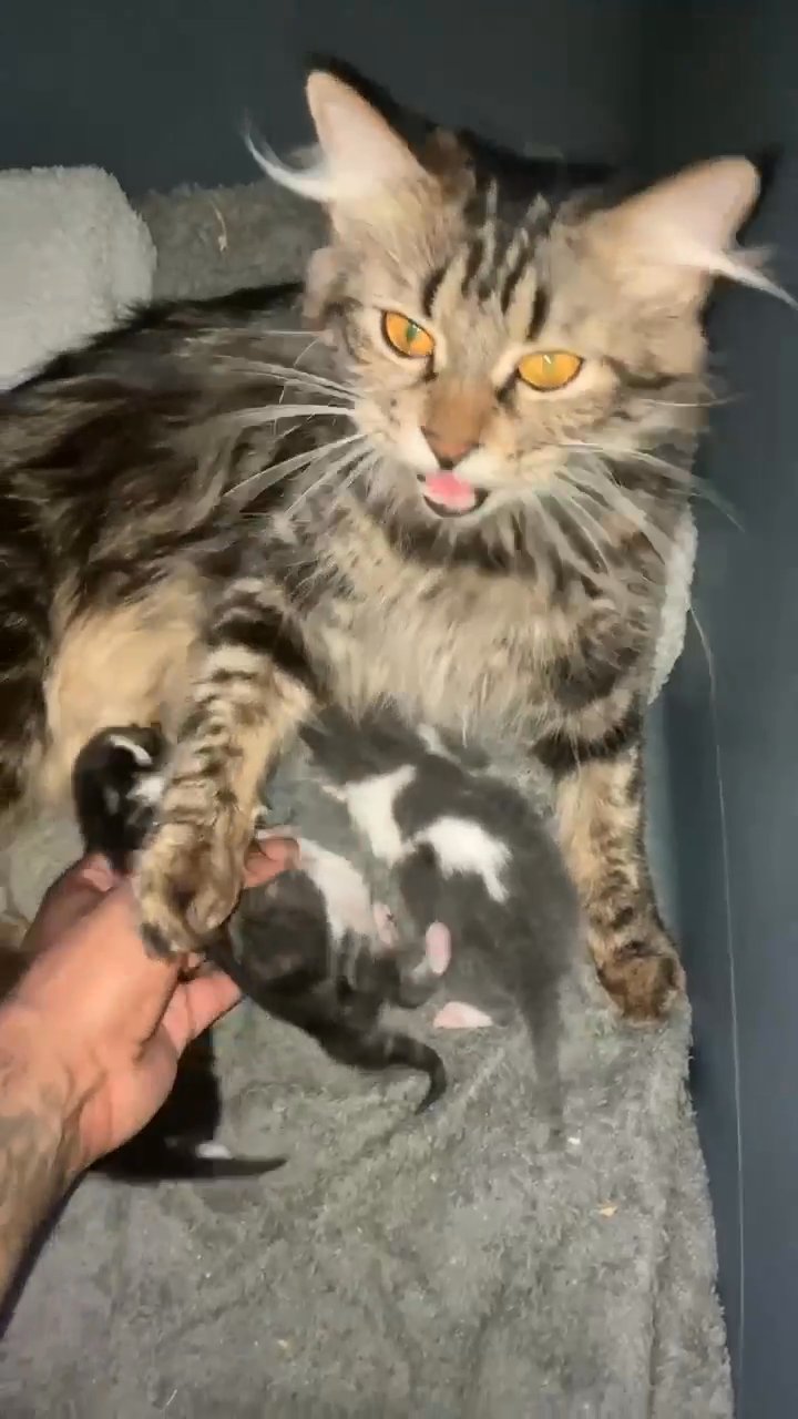 Maine Coon newborns in Pensacola, Florida