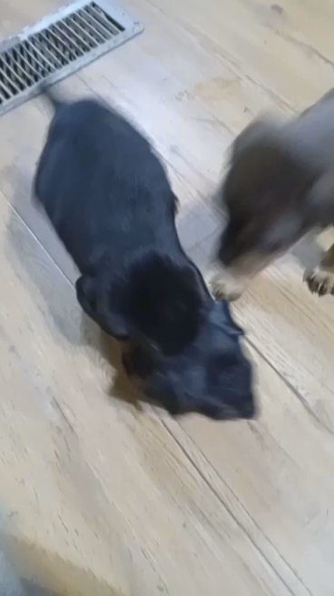 Doberman in Paragould, Arkansas