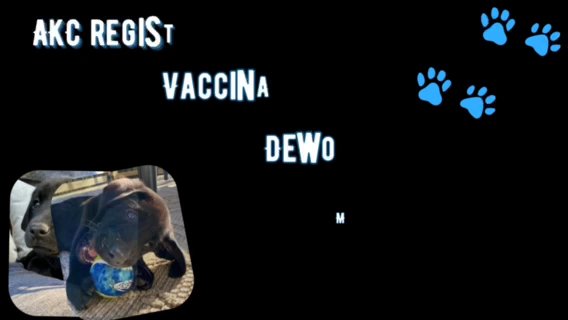 AKC labrador retriever - Last Two! in Greenville, South Carolina