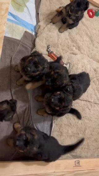 5 Week Old Long Coat German shepherd Puppies in Dallas, Texas