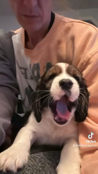 AKC English Springers in Wilmington, North Carolina
