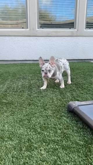Lily Lilac Tan Merle Plus Fluffy/cream/rojo/pied in Houston, Texas