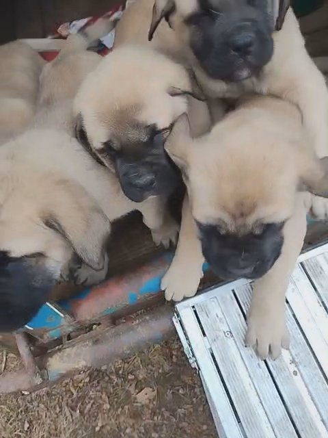 English Mastiffs in Jasper, Indiana