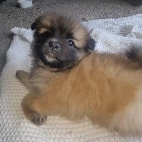 Pomeranian X Shih Tzu Mix Boy in Tampa, Florida