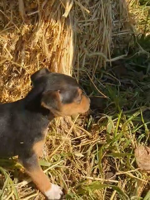 Zion (Mini Pinscher) in Goshen, Indiana