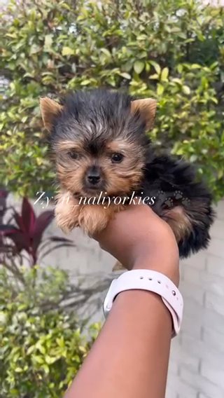Yorkie Boy/ Sold in North Lauderdale, Florida