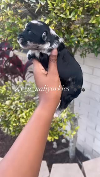 Yorkie Girl/Sold in North Lauderdale, Florida