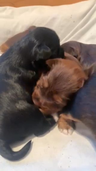 MaleYorkie in Waco, Texas