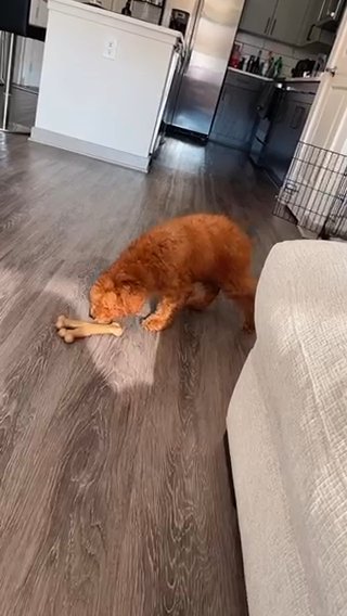 Miniature Golden doodle (looking for a new home) in Atlanta, Georgia