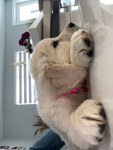 Golden retriever in Miami, Florida