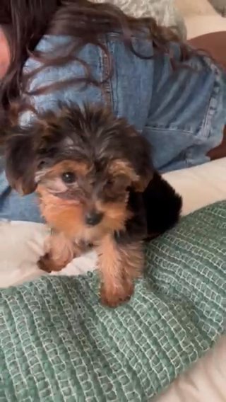 Silkshire Terrier in San Jose, California