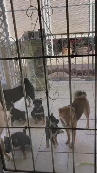 Ready To Go Home With You Shiba Inu Loving in Las Vegas, Nevada